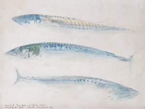 A Sketch of three Mackerel by Joseph Mallord William Turner